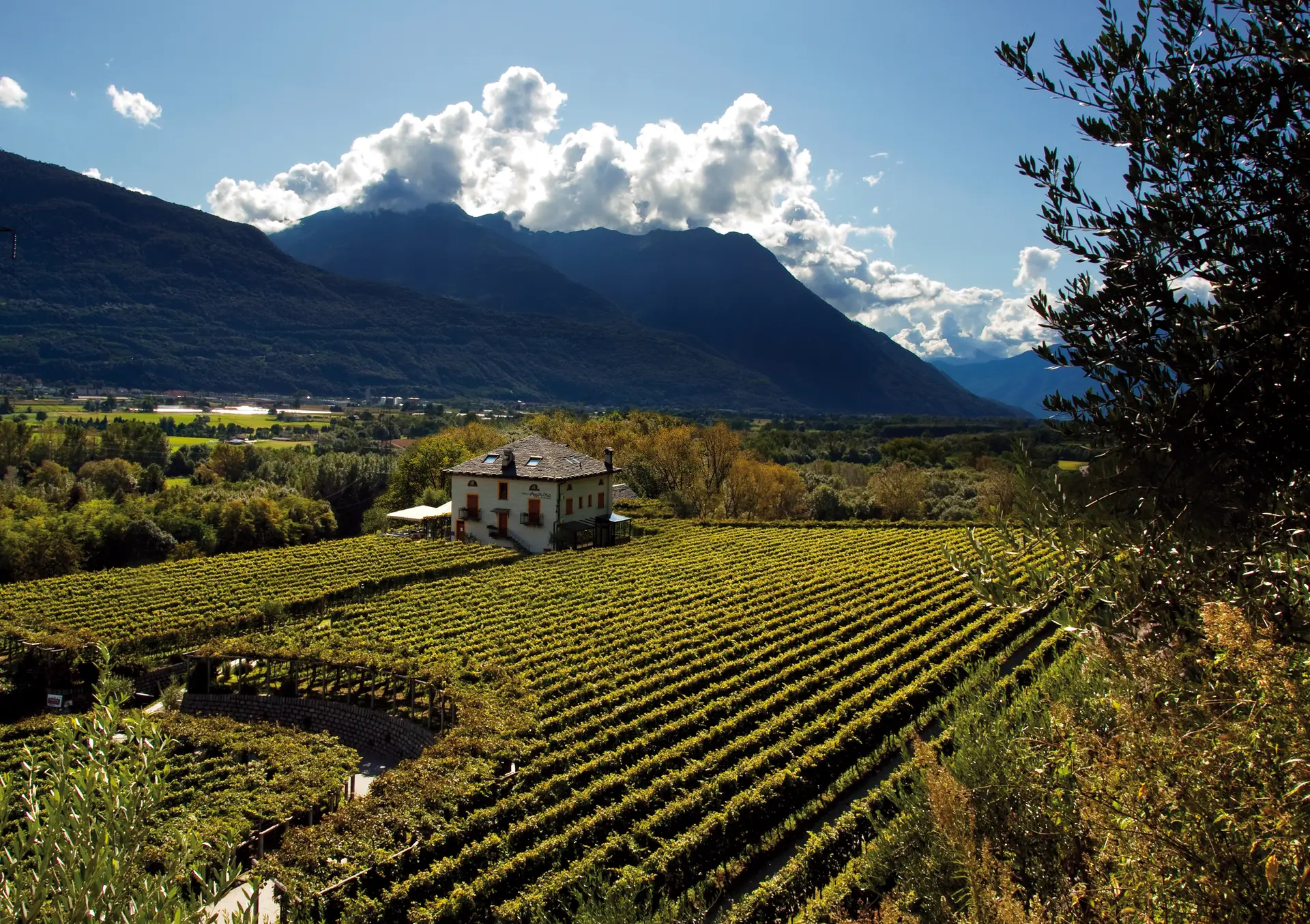 Amorosa — A charming agriturismo run by the Delea family, set in four hectares of vineyard at the foot of the Ticino mountains.