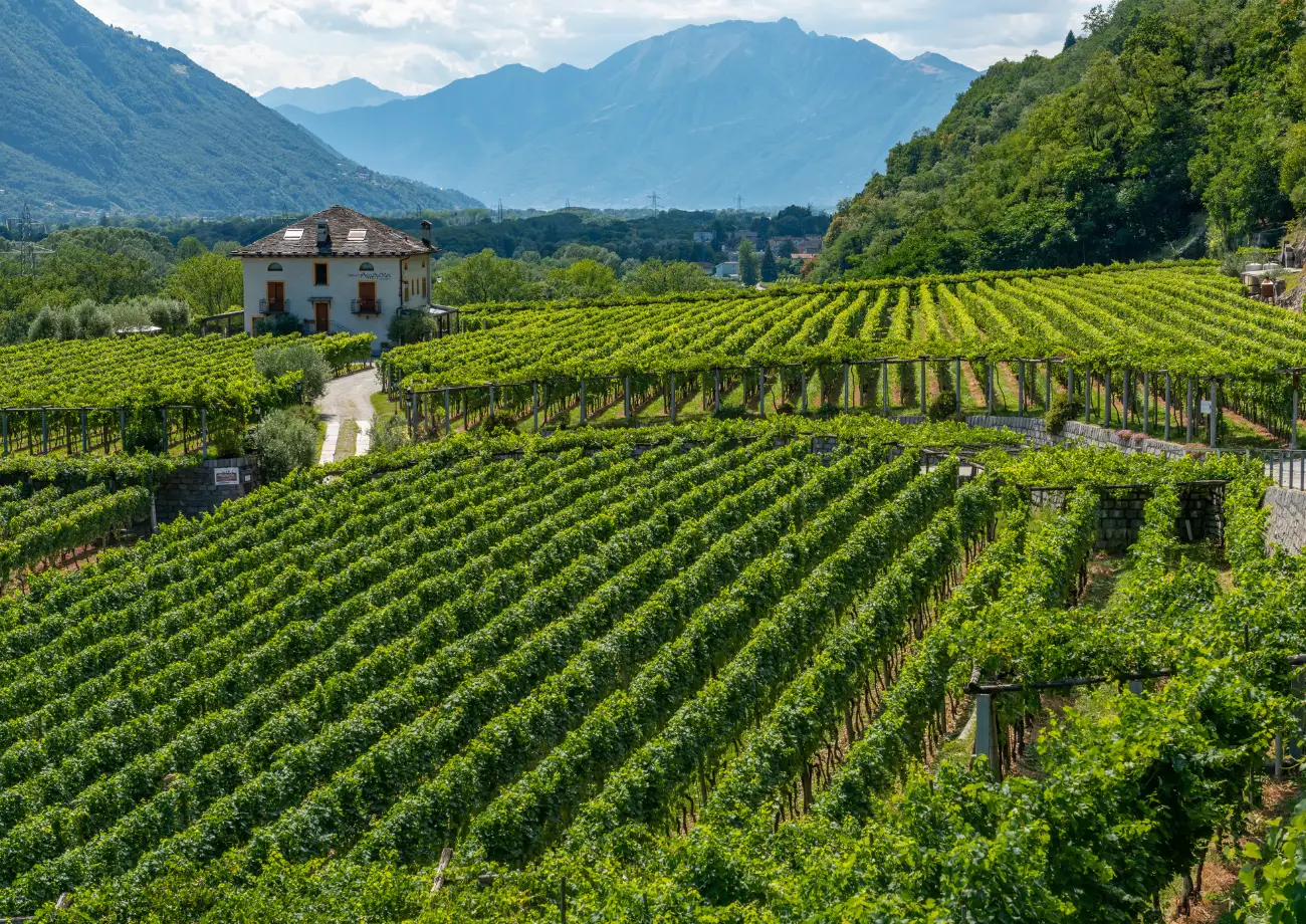 Our story,
among the vines