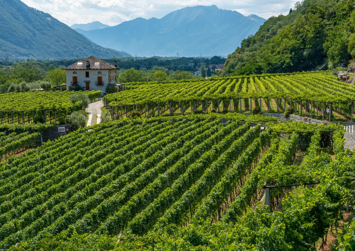 Our story among the vines